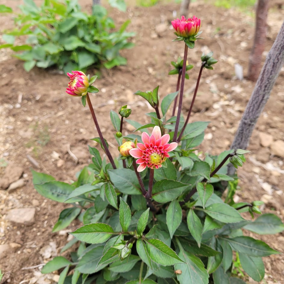 pinching out and tying up a dahlia as it grows