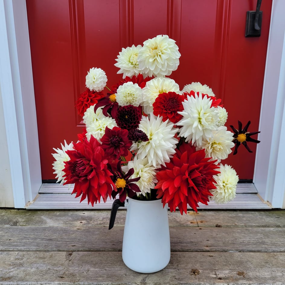 Red and white dahlia bouquet in antique milk jug
