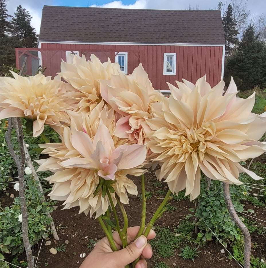 Cafe Au Lait dahlias in front of  red barn