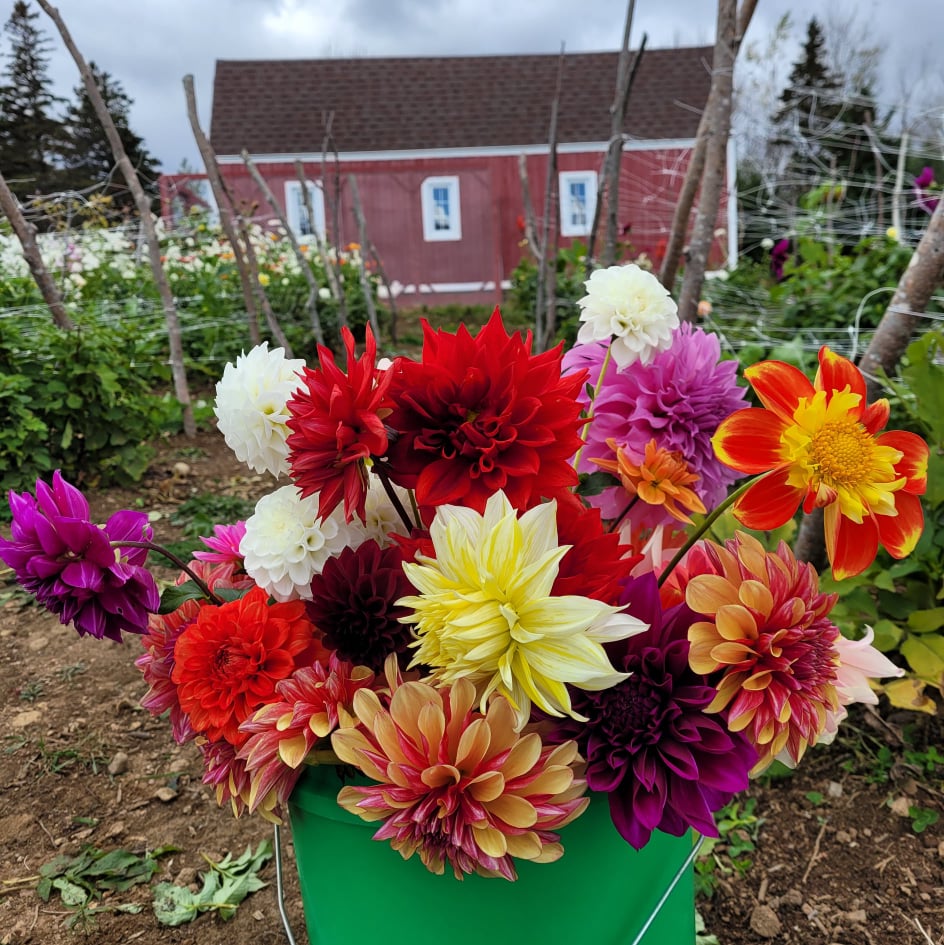 Bucket of dahlia flowers in front of red barn