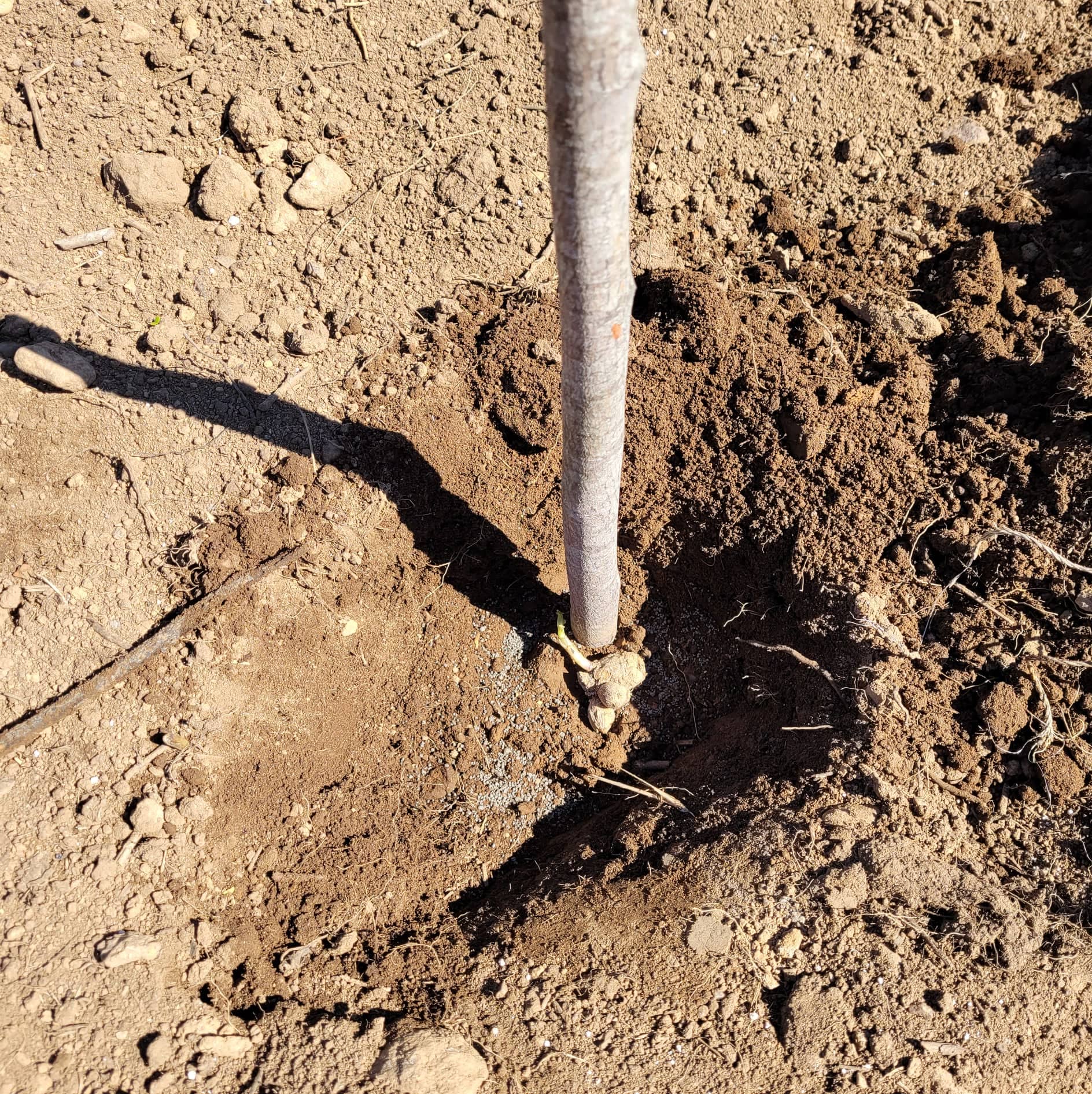 Planting a tuber laying on it's side in the ground
