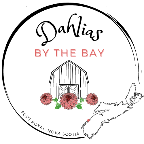 Dahlias By The Bay