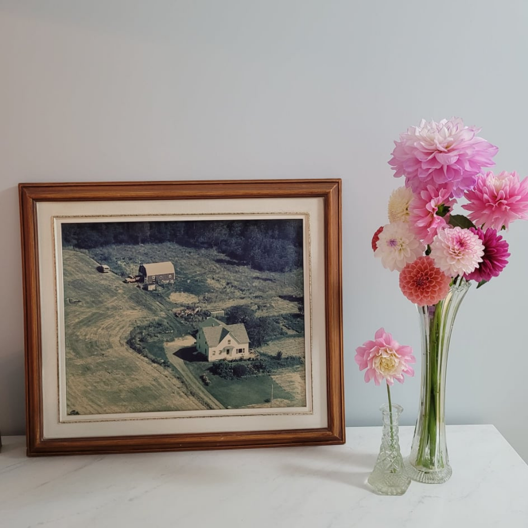 dahlias in front of historic photo of our property homestead