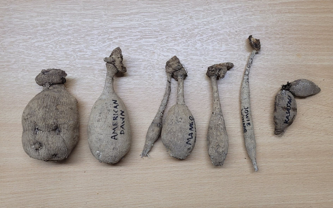 Will it Grow? Dahlia Tubers Demystified